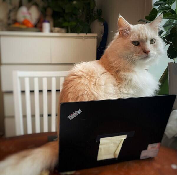 Katt - Katten Naali