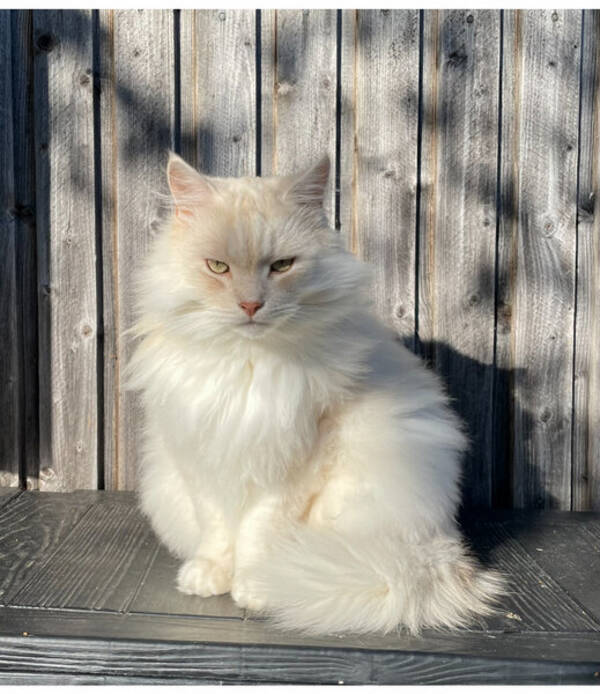 Katt - Katten Naali