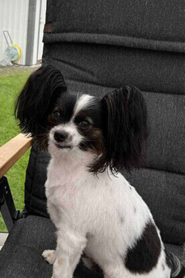 Hund - Papillon Kenzo