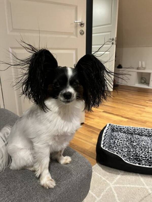 Hund - Papillon Kenzo