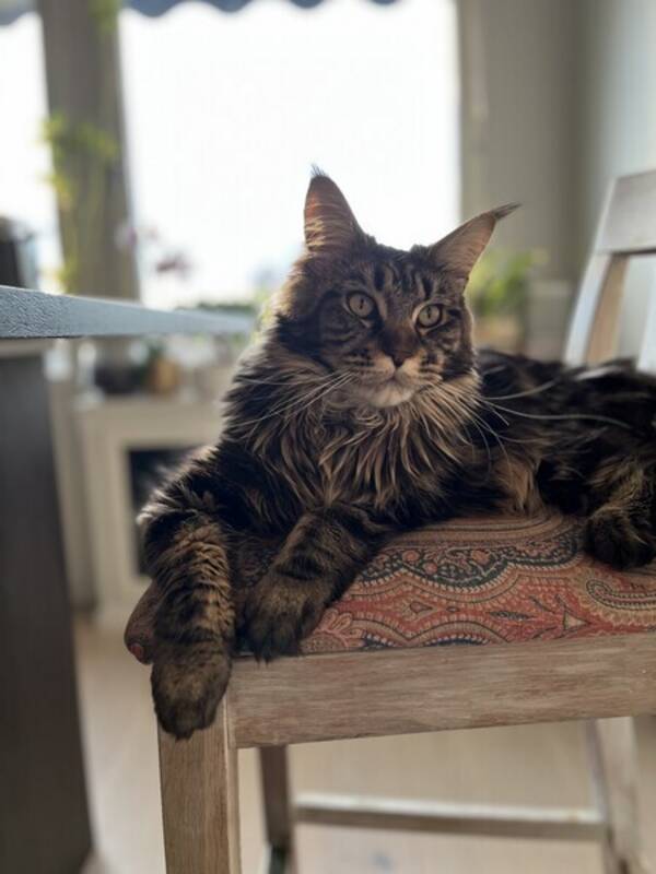 Katt -  Laura 