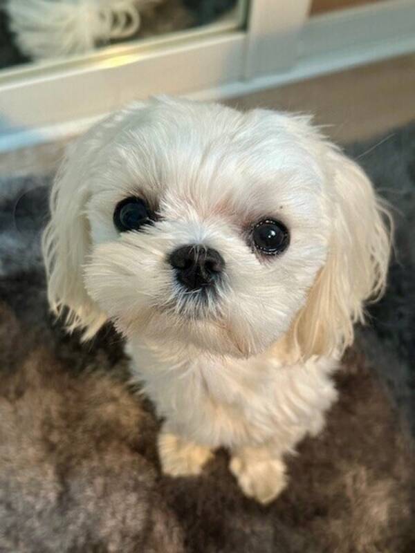 Hund - Maltesen Malte