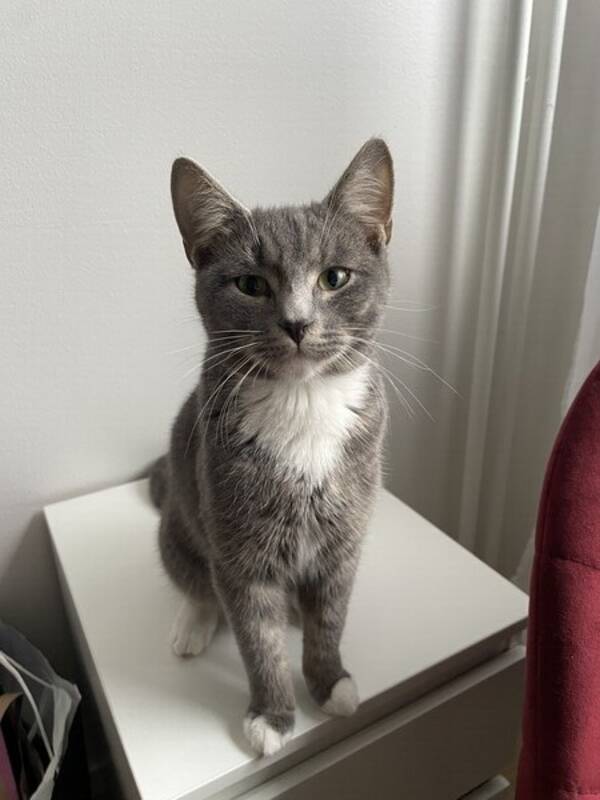 Katt - Baloo