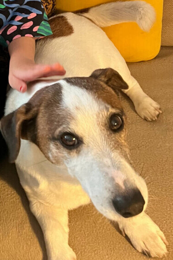 Hund - Kurt Russell  Hund - Kurt Russell