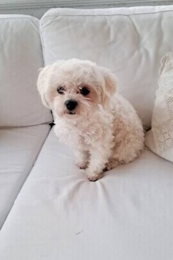 Hund - Bichon frisn Lilly 