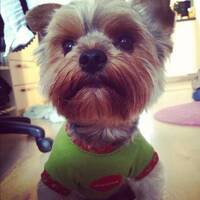 Yorkshireterriern Picasso  Yorkshireterriern Picasso