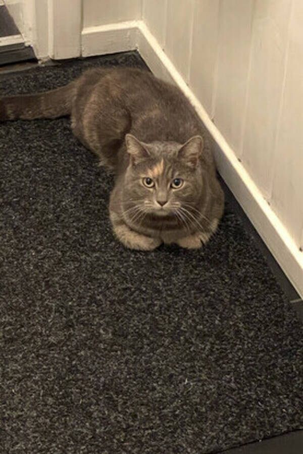 Katt - Katten Blixten ????