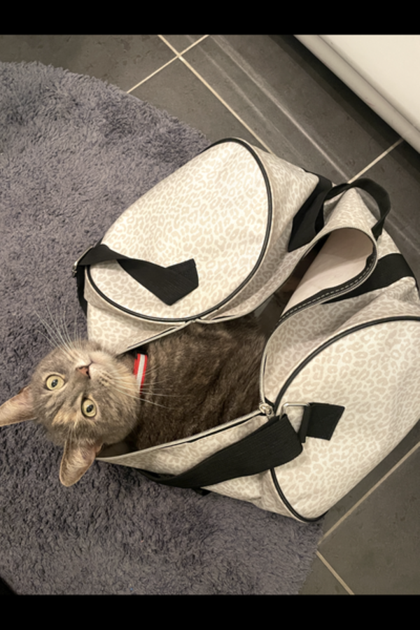 Katt - Katten Blixten ???? Katt - Katten Blixten ????