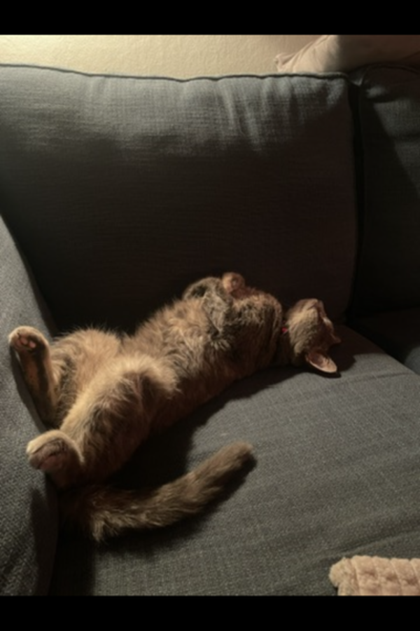 Katt - Katten Blixten ???? Katt - Katten Blixten ????