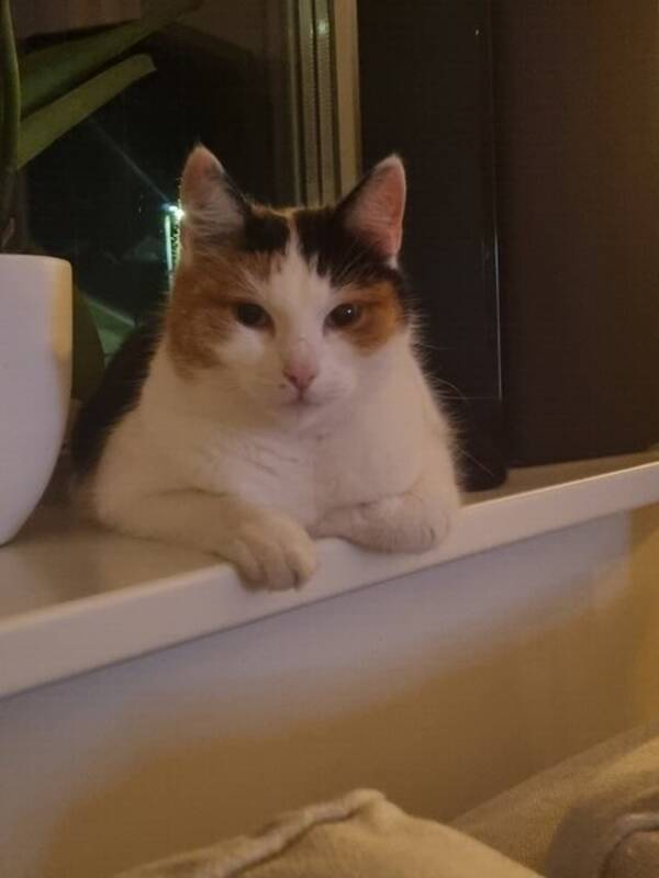 Katt - Cissi 