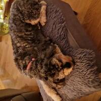 Cockapoo som heter Bille