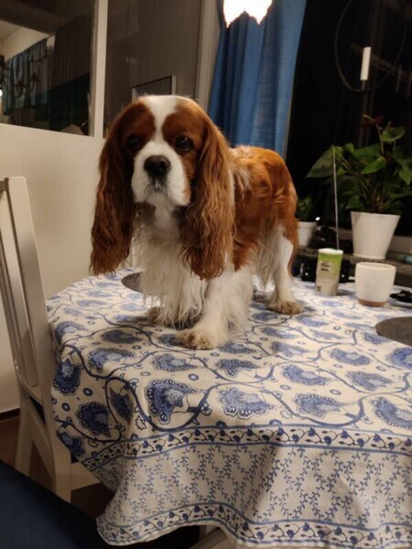 Hund - Cavalier king charles spaniel