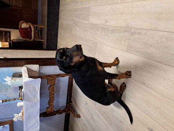 Hund - Bella