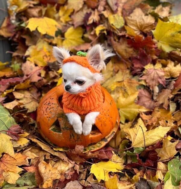 Hund - Ludde chihuahua 