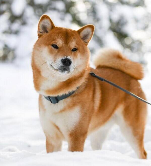 Hund - Shiba 