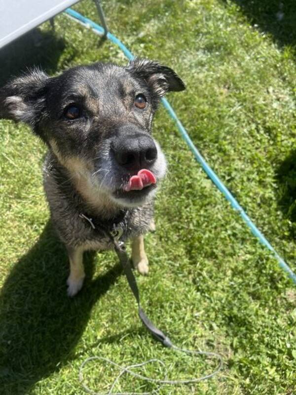 Hund
