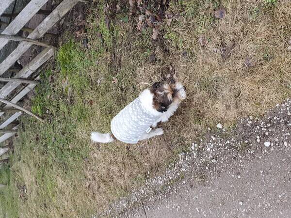 Hund - Hedda 6 r
