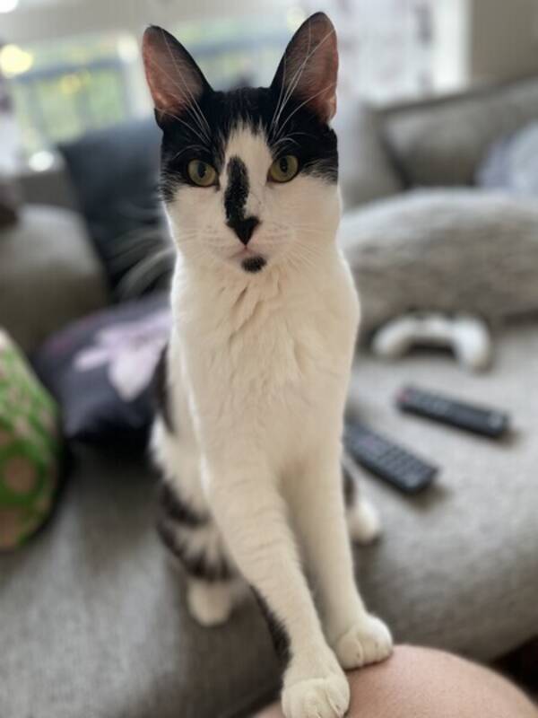 Katt - Maximus