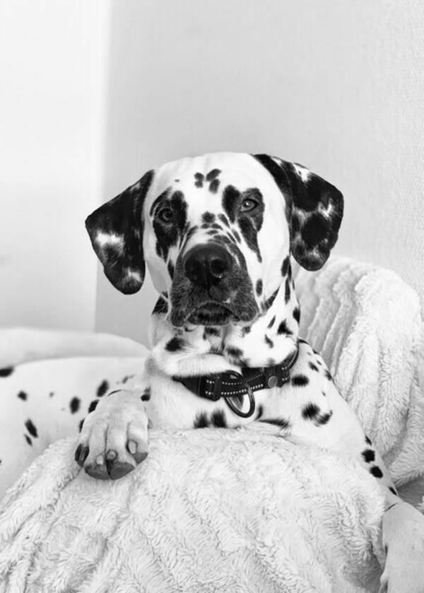 Hund - Dalmatinern Enzo