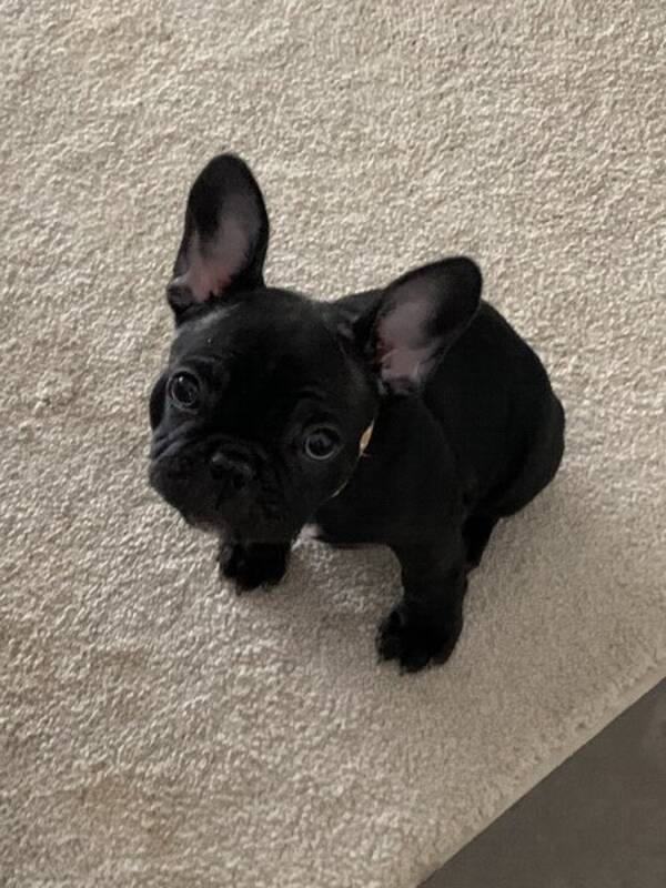 Hund - Lakrits - French Bulldog