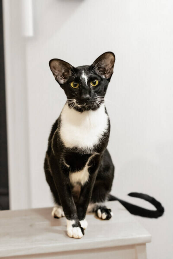Katt - Luffy, hankatt