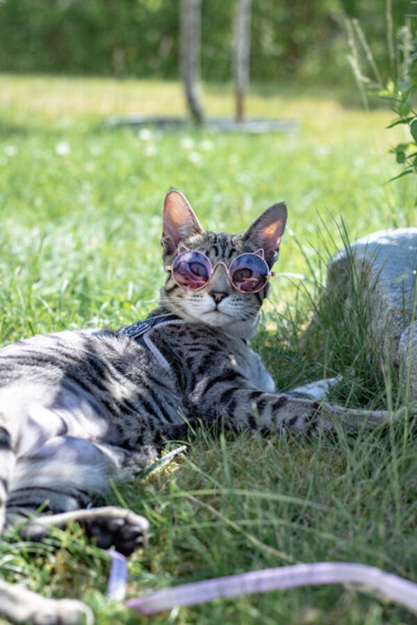 Katt - Nami, blandras, honkatt
