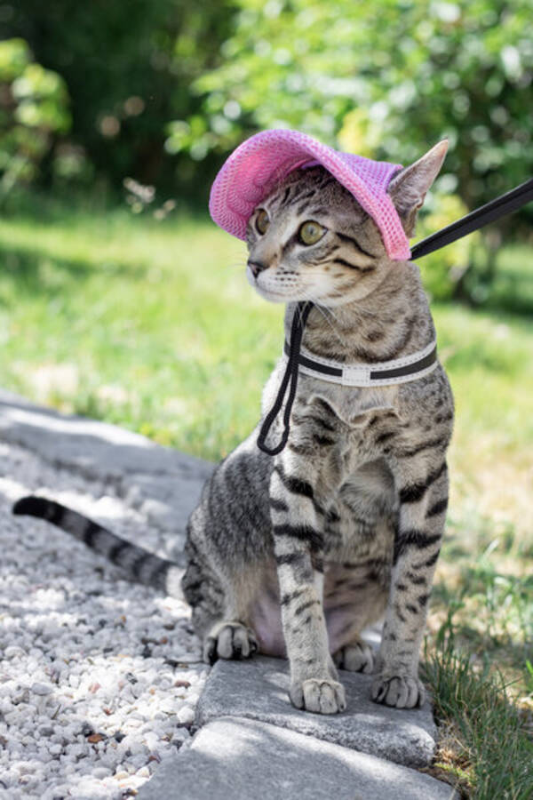 Katt - Nami, blandras, honkatt