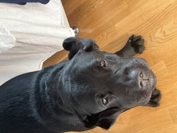 Hund - Labrador kille