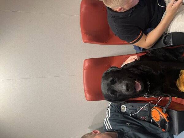 Hund - Labrador kille