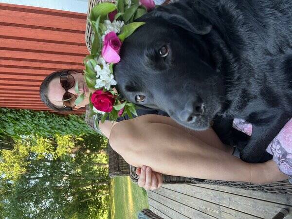 Hund - Labrador kille