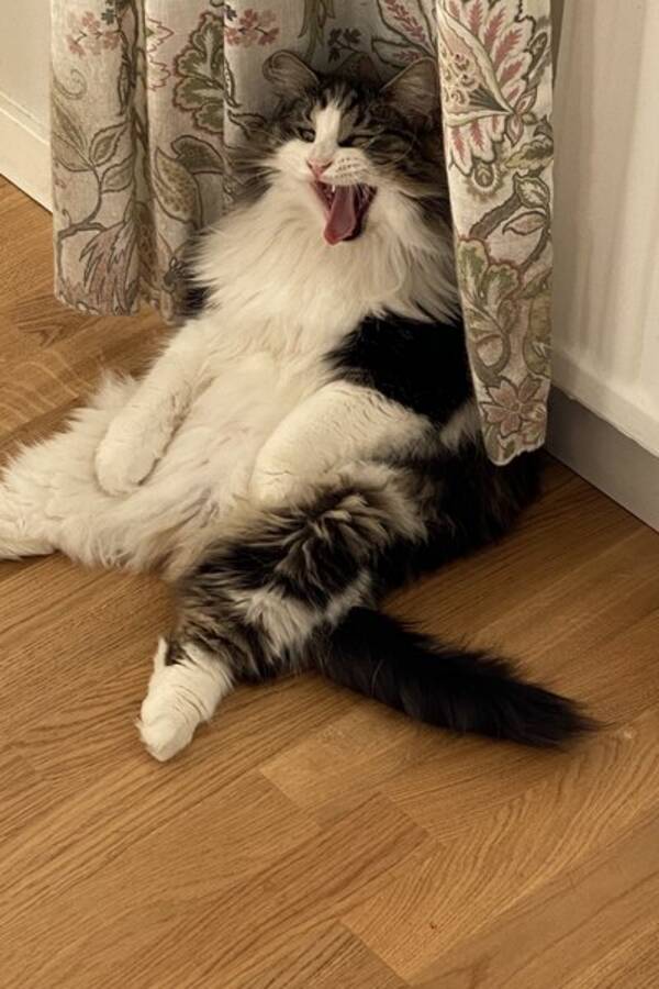 Katt - Katt som r pajas