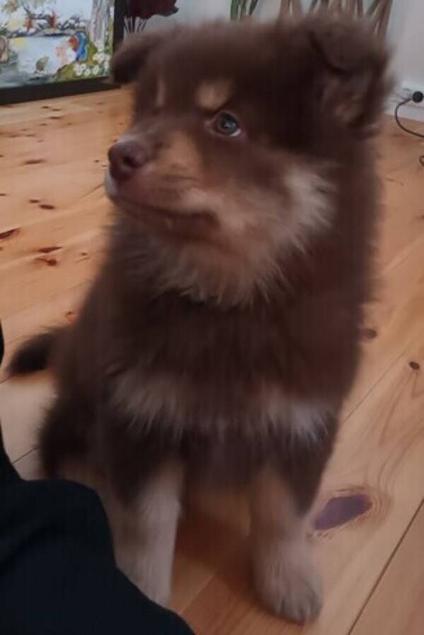 Hund - Finsk lapphund Tuivo