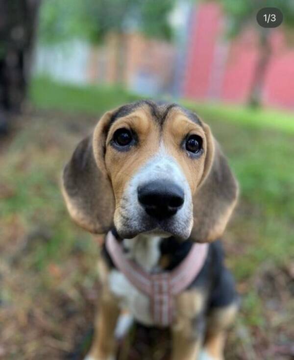 Hund - beagle whisky