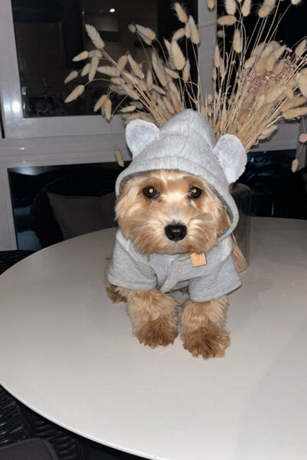 Hund - Maltipoo 