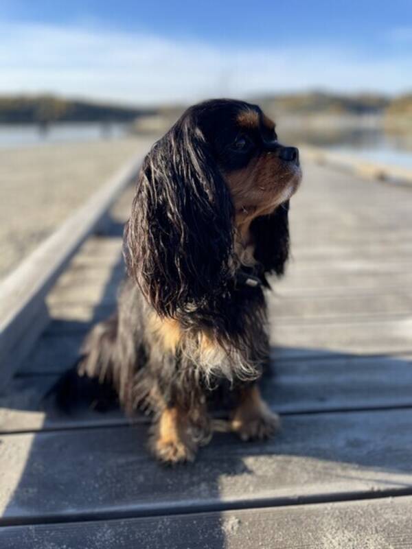 Hund - Cavslier king charles