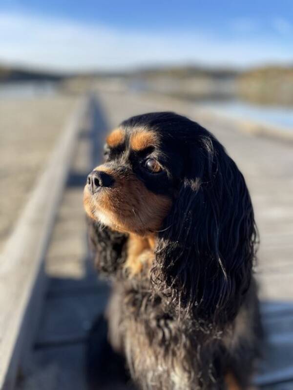 Hund - Cavslier king charles