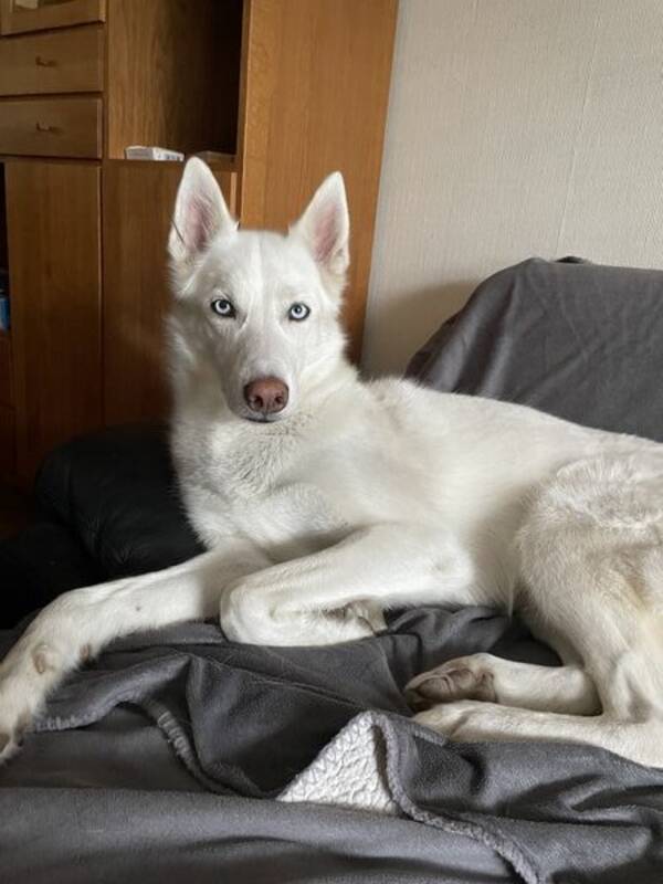 Hund