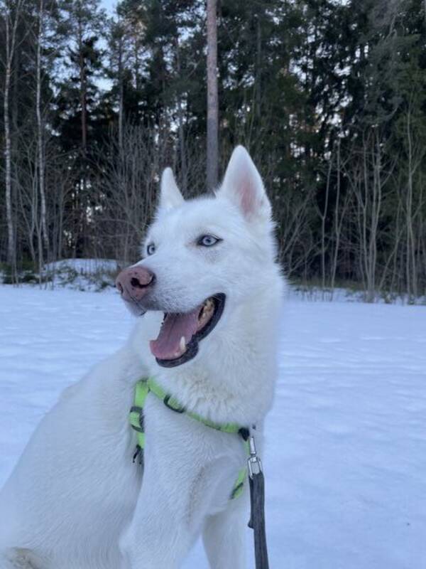 Hund