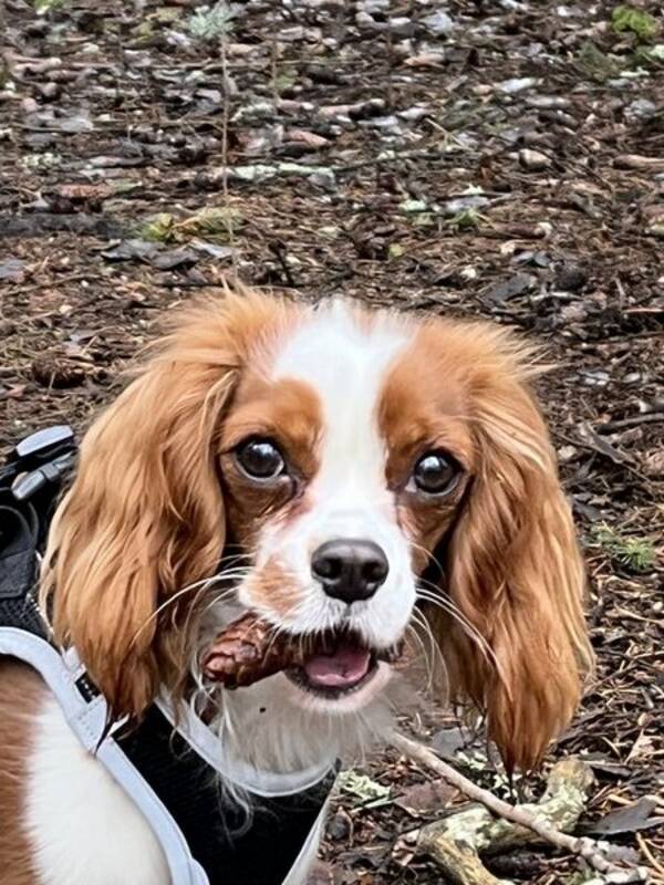 Hund - Cavalier King Charles 