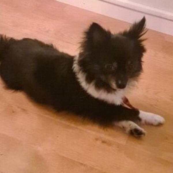 Hund - Pomchin Nelson Hund - Pomchin Nelson