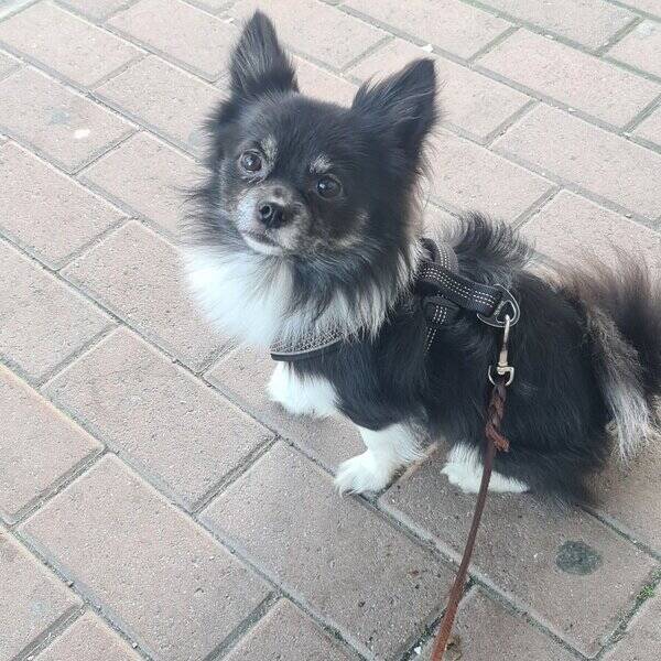 Hund - Pomchin Nelson Hund - Pomchin Nelson