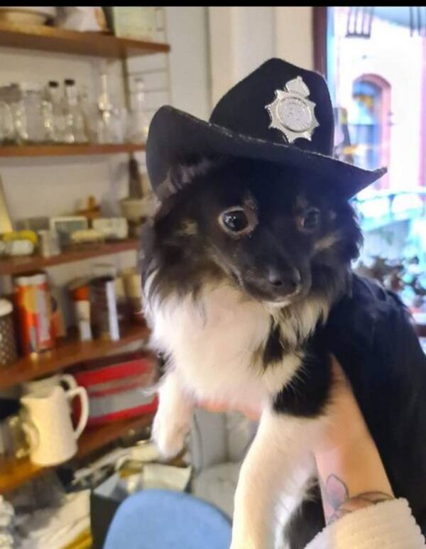 Hund - Pomchin Nelson Hund - Pomchin Nelson