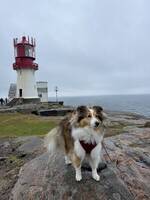 Shetland sheepdog (Sheltie) Poppy