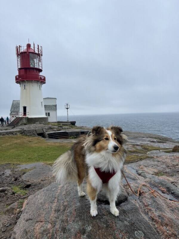 Hund - Shetland sheepdog (Sheltie) Poppy