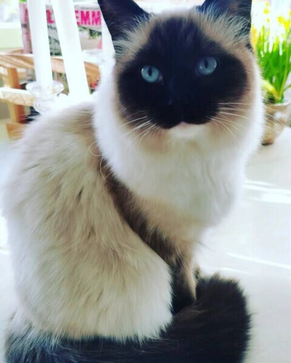 Katt - Greta
