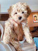 Maltipoo