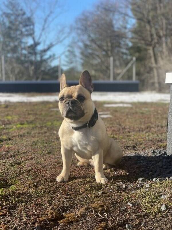 Hund - Fransk Bulldog