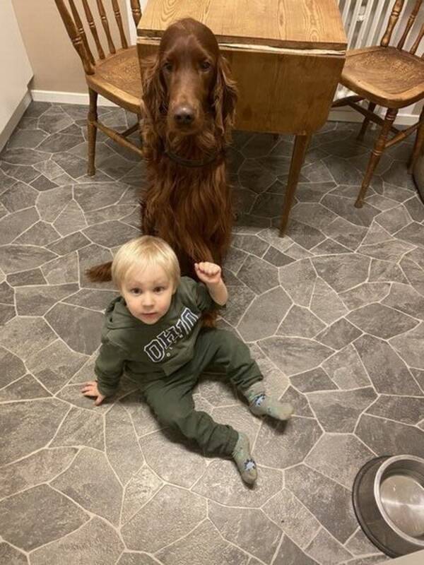 Hund - Fin hanhund!
