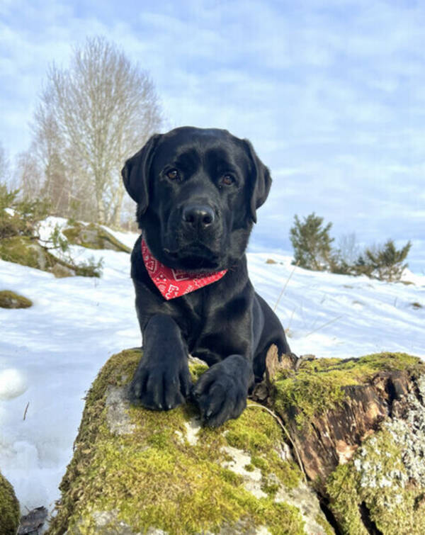 Hund - Labrador Ziva