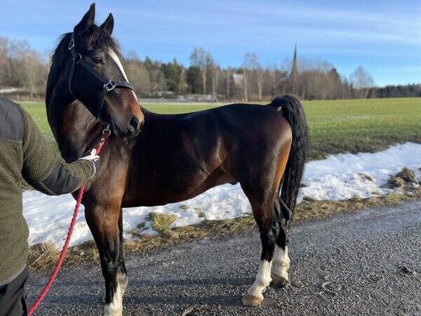 Hund - Tindra och Zaphira